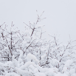 WinterSnxw Offical Group
