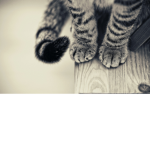 The Deadly Kitty force