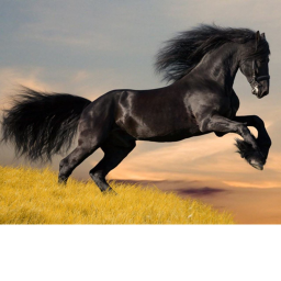 Horse Hangout