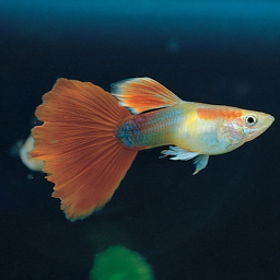 goodbye jerled the fish