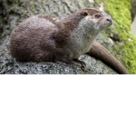 OTTERS ;)
