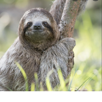 Sloth Center