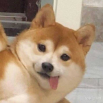 XDD會