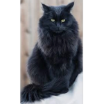 Cat/Kitty Fan Group!