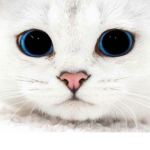 I GATTINI BIMBI LION