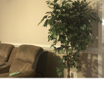 THE TREE SQUAD