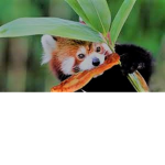 The Panda and Bacon Builders