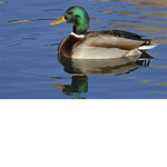 hi carl let me be admin