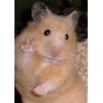 The sturdy hamster nation