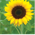 Sunflowers24k