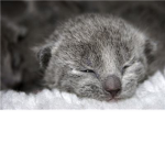 The kittys