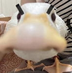 pog aimers
