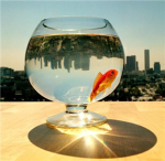 fish wine
