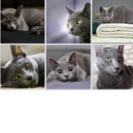 * Kitty Friends *