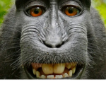 The monkey very group