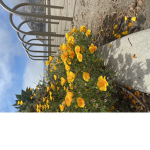 wildflower terrace