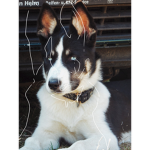 Huskadoodle