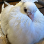 Birbing Studios