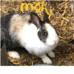 Animal_Fan_Group