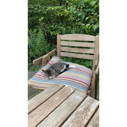 Kitty Runner