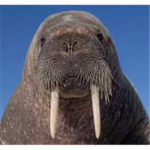 Walrus Studios 1.0
