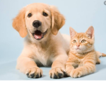 Pet people (friends ONLY!)