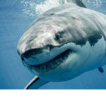 if you love sharks join this group do you?