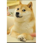 Da wolds best Doge group