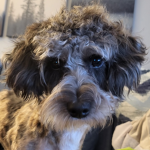 Cute Doggo Group