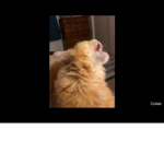 The most annoying cat
