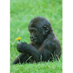 gorilla kekes are cute