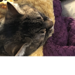 Kitty cat studio’s