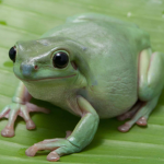 Froggy and Ducky studios