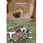 Pugs love