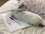 Bunny Buddies !!