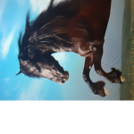 Horsie Armey!