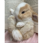 قروب مياو