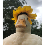 ducklovers