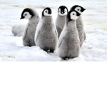 los cuychilleros de corazon . cuchilleros de amorl