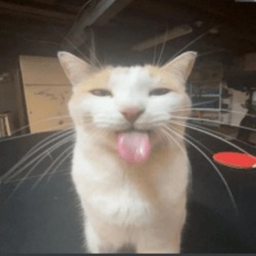 클대