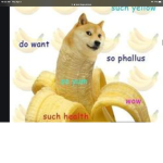 DOGE TEAM FOREVER!!!