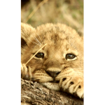 ~•The Baby Lion Sqaud~•