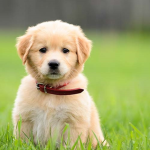 doggodoggogogoho