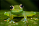 Frogie Army