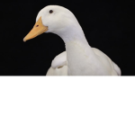 EPIC DUCKS YEET