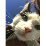 Rest in piece kitty :(