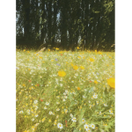 Flwrbunni's Fairy Fields