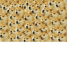 Doge Racing