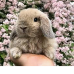 <∙BunnyArmy∙>