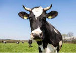 The Mad Cow's